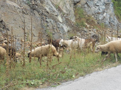 Premi per vedere l'immagine alla massima grandezza