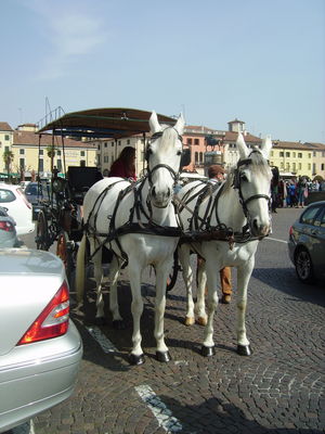 Premi per vedere l'immagine alla massima grandezza